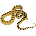 Great Basin Gopher Snake