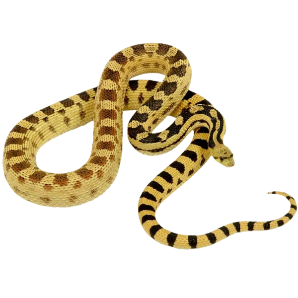 Great Basin Gopher Snake