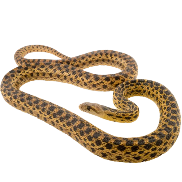 san diego gopher snake