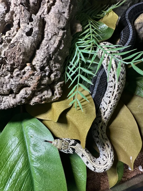 granite checkered garter snake