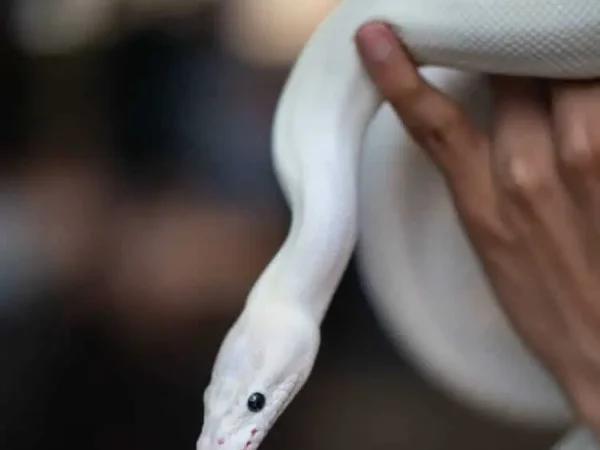 black eyed leucistic ball python