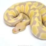 Candy Ball Python
