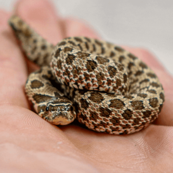 western hognose snake
