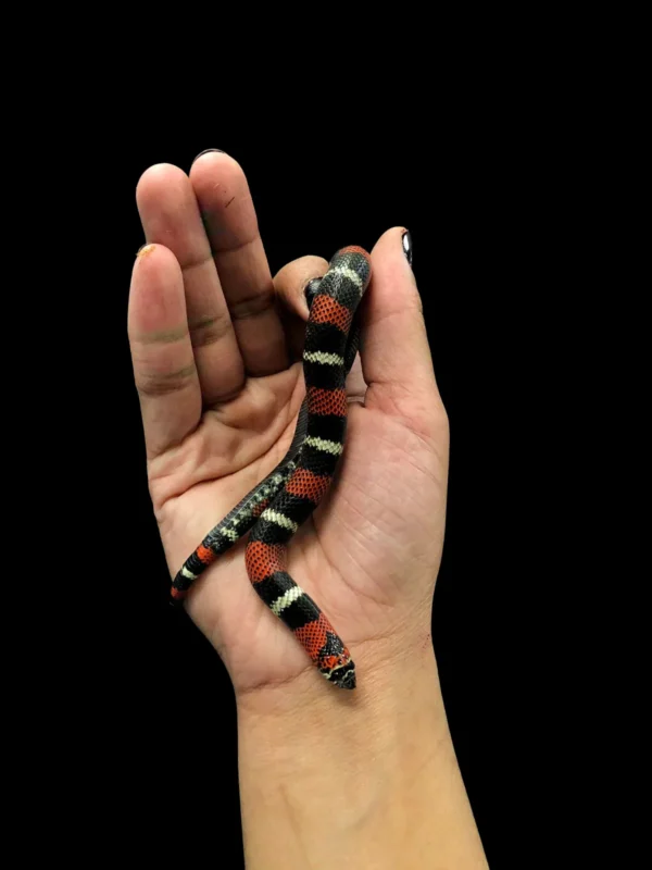 Tricolour Hognose Snake