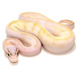 pastel ivory ball python
