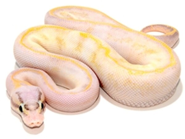 pastel ivory ball python