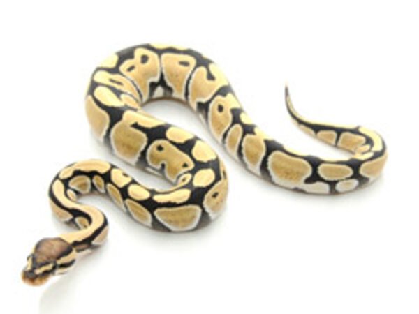 desert ghost ball python