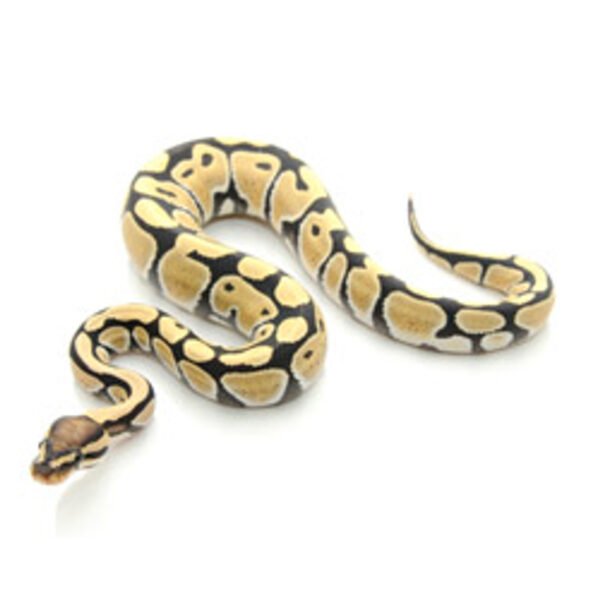 desert ghost ball python