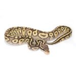 Pastel Mojave Ghost Ball Python