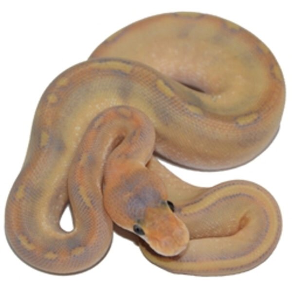 mimosa ball python