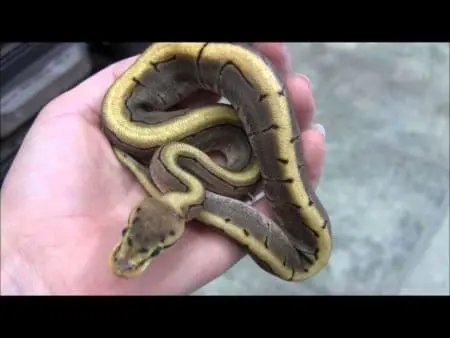 spinner ball python