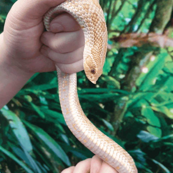 Albino Western Hognose Snake